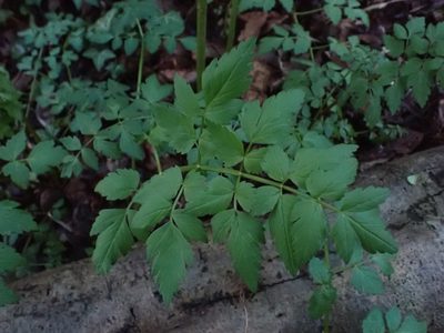 Oenanthe sarmentosa, photographed by Ellyne Geurts