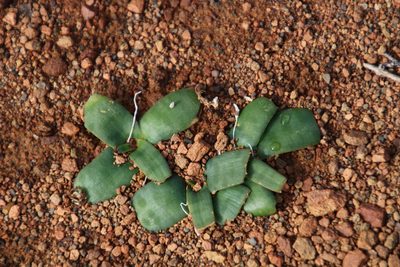 Ledebouria apertiflora, photographed by Tony Rebelo
