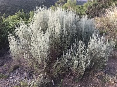 Stoebe plumosa, photographed by Ren Hoekstra
