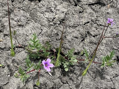 Erodium botrys, photographed by Chuck Wilson