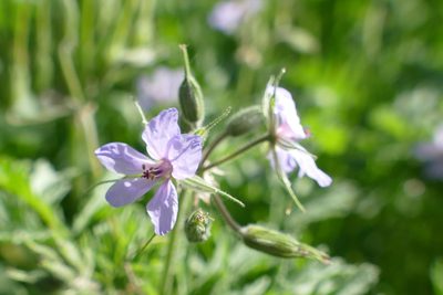 Erodium ciconium, photographed by Sara Navarro