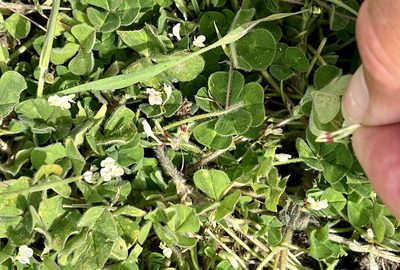 Trifolium subterraneum, photographed by Chuck Wilson