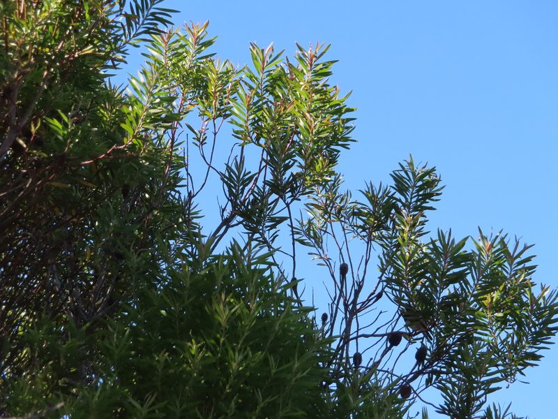 Leucadendron coniferum, photographed by linkie