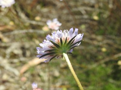 Scabiosa atropurpurea, photographed by Duarte Frade