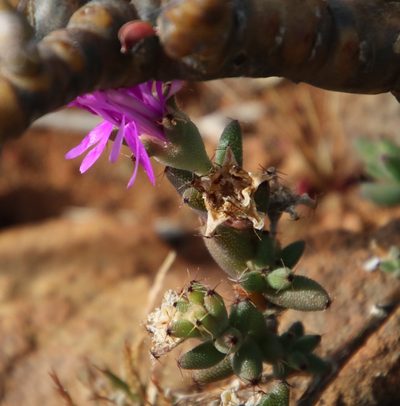 Trichodiadema setuliferum, photographed by Tony Rebelo