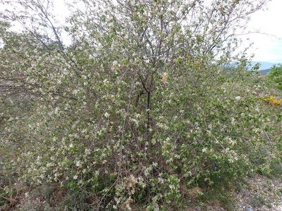 Amelanchier ovalis, photographed by David Delon