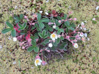 Fragaria chiloensis, photographed by sprcrkwild