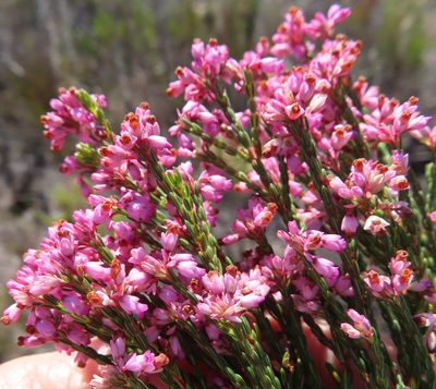 Erica corifolia, photographed by linkie