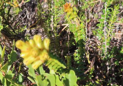 Penaea mucronata, photographed by linkie