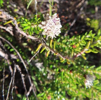 Trichocephalus stipularis, photographed by linkie