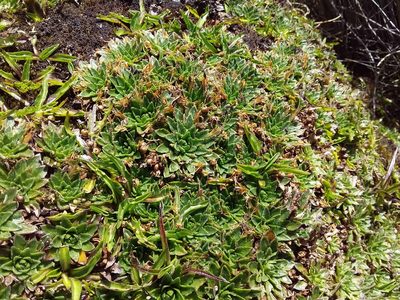 Plantago rigida, photographed by Humber Alberto