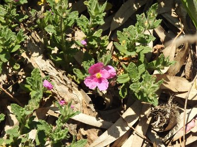 Cistus crispus, photographed by Duarte Frade