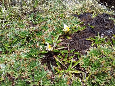 Plantago rigida, photographed by Humber Alberto