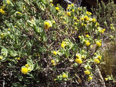 Senecio rufescens, photographed by Humber Alberto