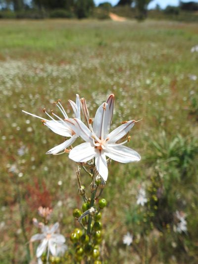 Asphodelus serotinus, photographed by Duarte Frade
