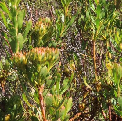 Aulax umbellata, photographed by linkie