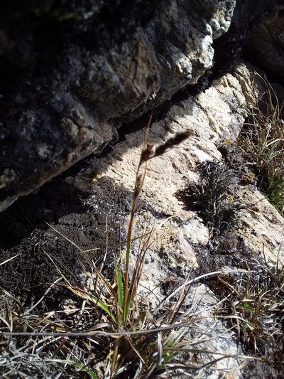 Luzula vulcanica, photographed by Humber Alberto