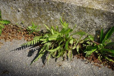 Achillea filipendulina, photographed by Patrick Hacker