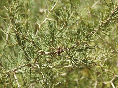Asparagus albus, photographed by Duarte Frade