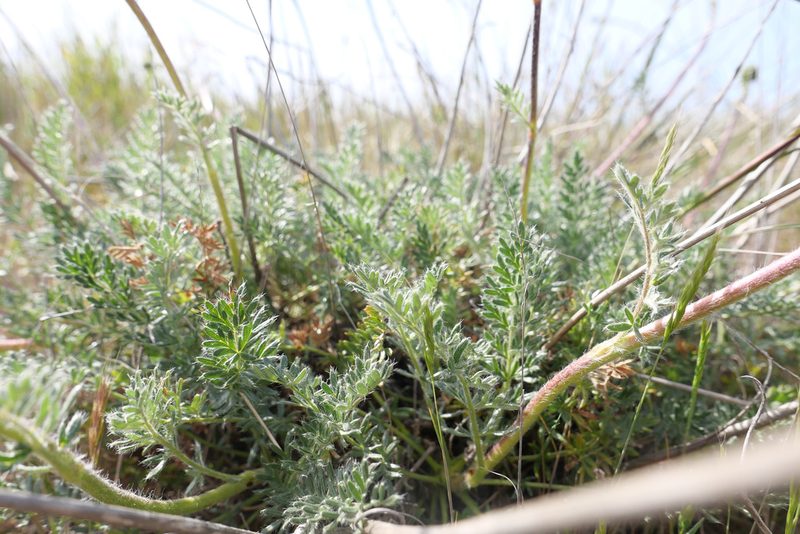 Acaena pinnatifida, photographed by paulexcoff