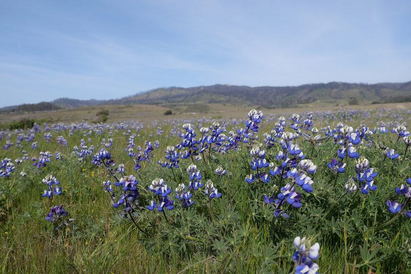 Lupinus nanus, photographed by paulexcoff