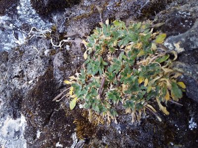 Eudema monimocalyx, photographed by Humber Alberto