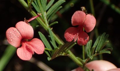 Indigofera verrucosa, photographed by Nicola van Berkel
