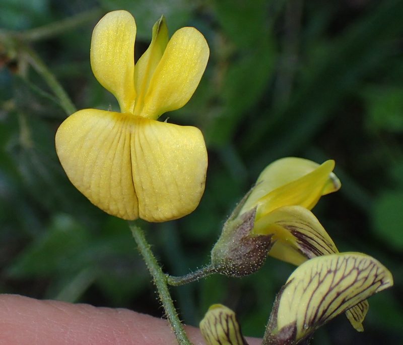 Rhynchosia caribaea, photographed by Nicola van Berkel