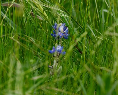 Lupinus texensis, photographed by Meghan Cassidy