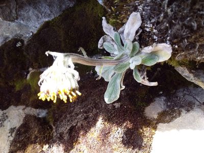 Senecio candollei, photographed by Humber Alberto