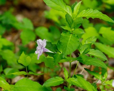 Ruellia strepens, photographed by Meghan Cassidy