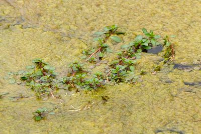 Ludwigia palustris, photographed by Meghan Cassidy