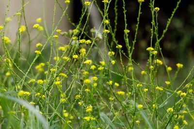 Rapistrum rugosum, photographed by Meghan Cassidy