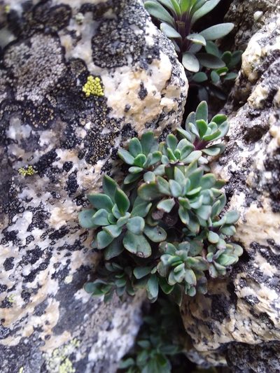 Senecio algens, photographed by Humber Alberto