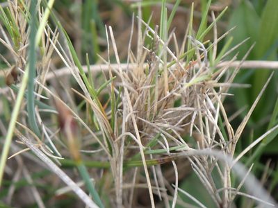 Brachypodium retusum, photographed by David Delon