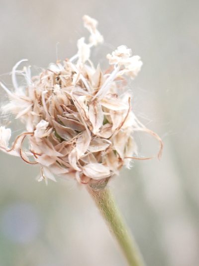 Plantago argentea, photographed by David Delon