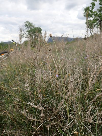 Plantago argentea, photographed by David Delon