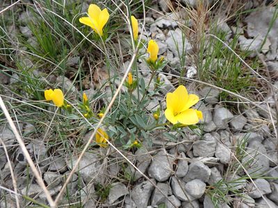Linum campanulatum, photographed by David Delon
