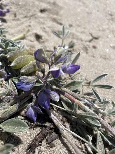 Lupinus tidestromii, photographed by Daniel Das