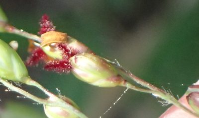 Panicum deustum, photographed by Nicola van Berkel