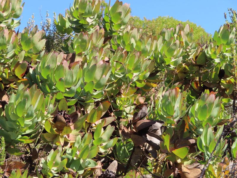 Leucadendron tinctum, photographed by linkie