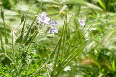 Erodium ciconium, photographed by Sara Navarro
