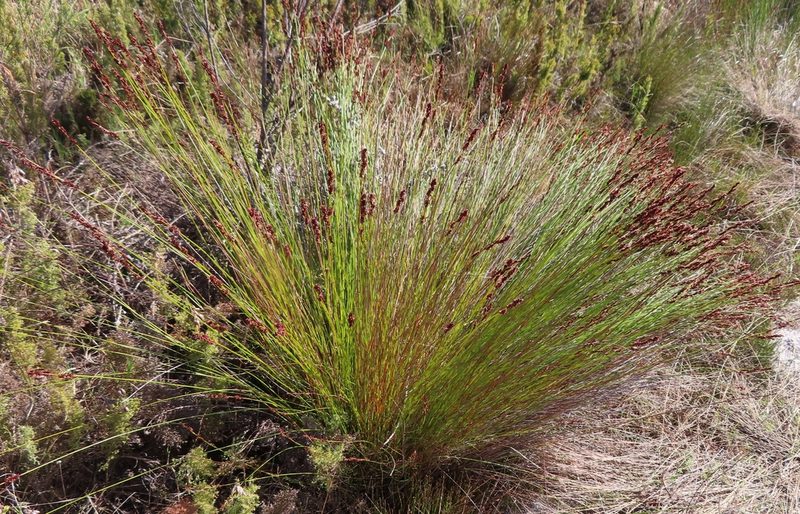 Elegia tectorum, photographed by linkie