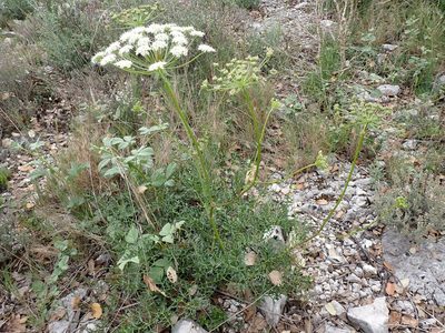Laserpitium gallicum, photographed by David Delon