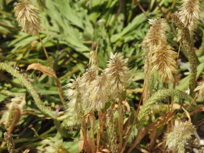Lamarckia aurea, photographed by Duarte Frade