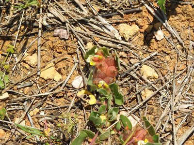 Tripodion tetraphyllum, photographed by Duarte Frade
