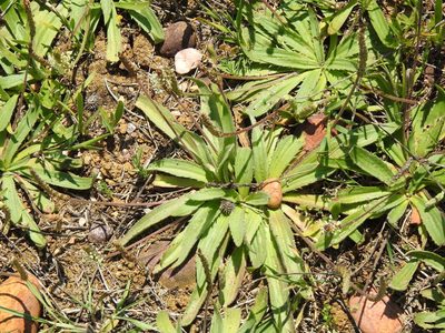 Plantago serraria, photographed by Duarte Frade