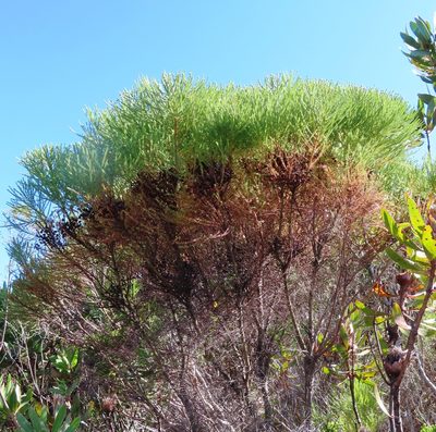 Berzelia lanuginosa, photographed by linkie