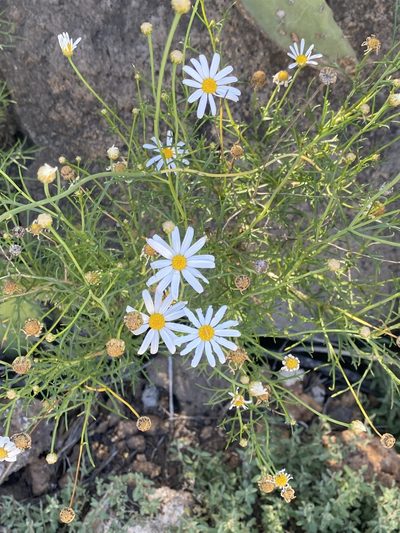Argyranthemum gracile, photographed by Asher P Higgins