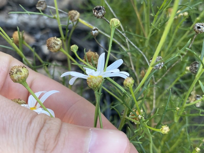Argyranthemum gracile, photographed by Asher P Higgins